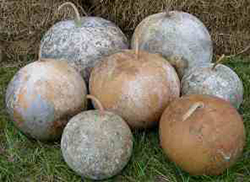 gourds bushel gourd